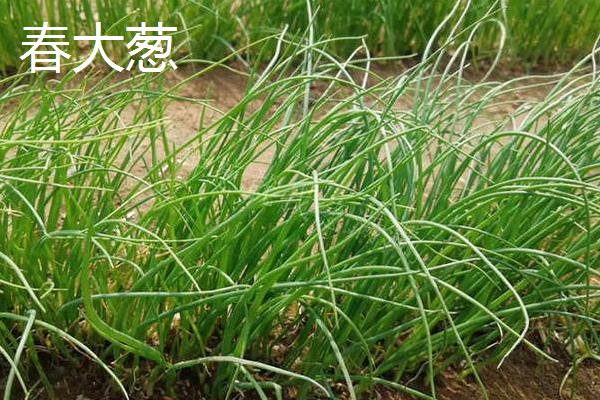 冬季能种哪些蔬菜，可选择萝卜、韭菜、菠菜等品种