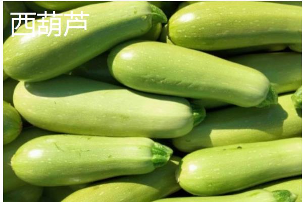 冬季能种哪些蔬菜，可选择萝卜、韭菜、菠菜等品种