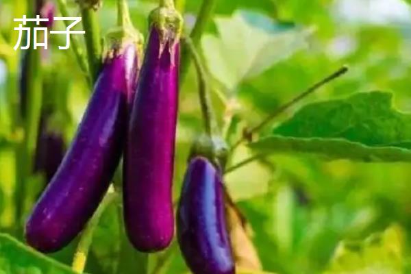 冬季能种哪些蔬菜，可选择萝卜、韭菜、菠菜等品种