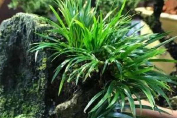 常绿且耐寒的水生植物有哪些，包括菖蒲、芦竹、旱伞等品种