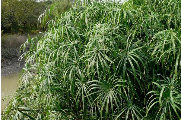 常绿且耐寒的水生植物有哪些，包括菖蒲、芦竹、旱伞等品种