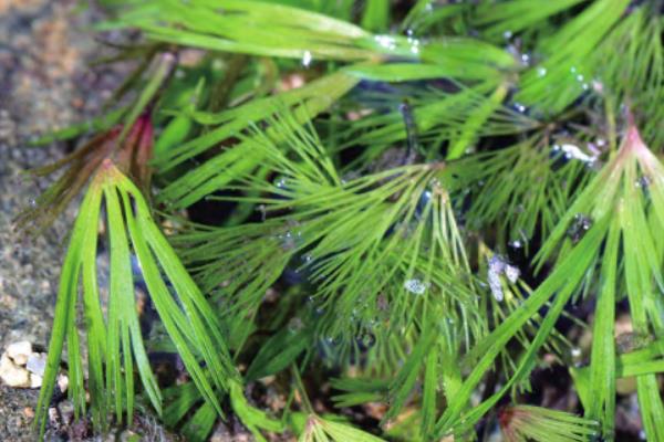 常绿且耐寒的水生植物有哪些，包括菖蒲、芦竹、旱伞等品种