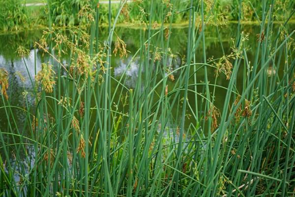 常绿且耐寒的水生植物有哪些，包括菖蒲、芦竹、旱伞等品种