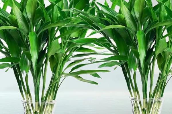 常绿且耐寒的水生植物有哪些，包括菖蒲、芦竹、旱伞等品种