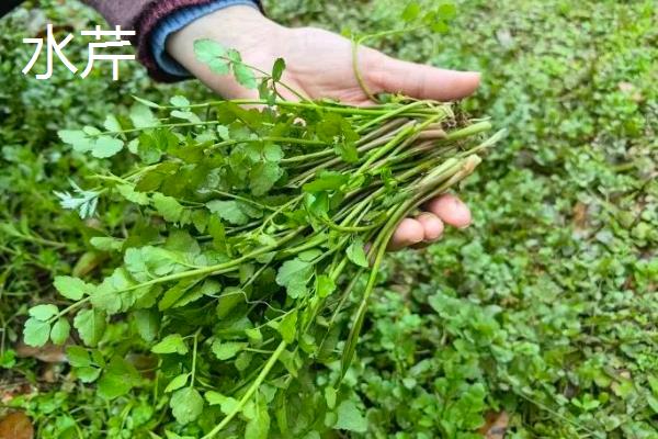 常绿且耐寒的水生植物有哪些，包括菖蒲、芦竹、旱伞等品种
