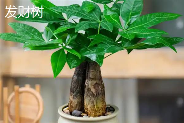 办公室养什么植物可以招财，可以选择发财树、富贵竹等