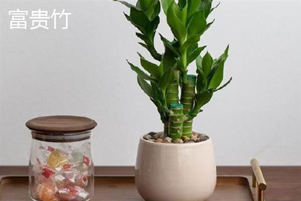 办公室养什么植物可以招财，可以选择发财树、富贵竹等