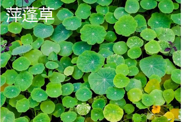 常绿且耐寒的水生植物有哪些，包括菖蒲、芦竹、旱伞等品种