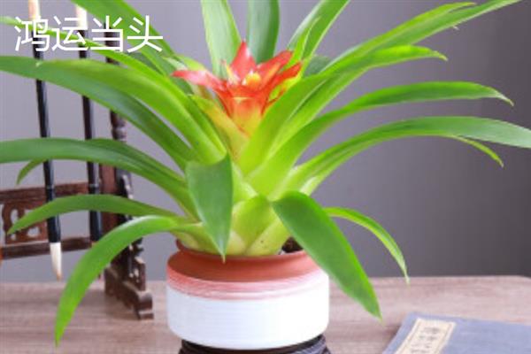 办公室养什么植物可以招财，可以选择发财树、富贵竹等