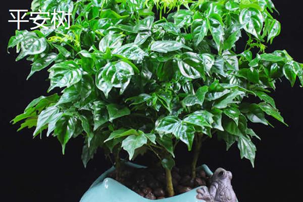 办公室养什么植物可以招财，可以选择发财树、富贵竹等