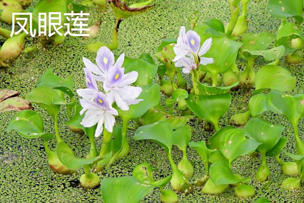 常绿且耐寒的水生植物有哪些，包括菖蒲、芦竹、旱伞等品种