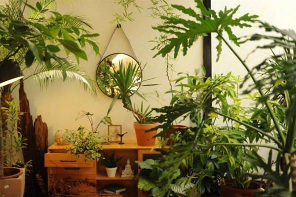 办公室养什么植物可以招财，可以选择发财树、富贵竹等