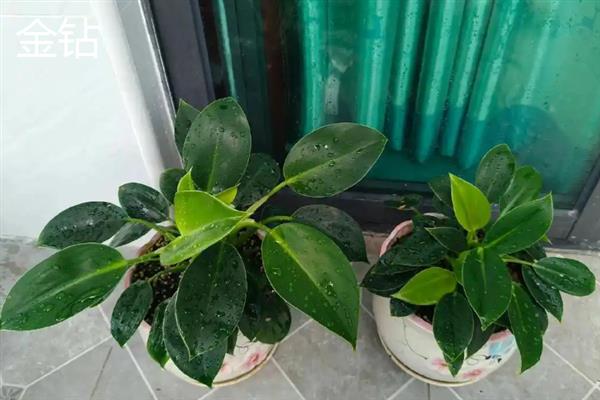 办公室养什么植物可以招财，可以选择发财树、富贵竹等