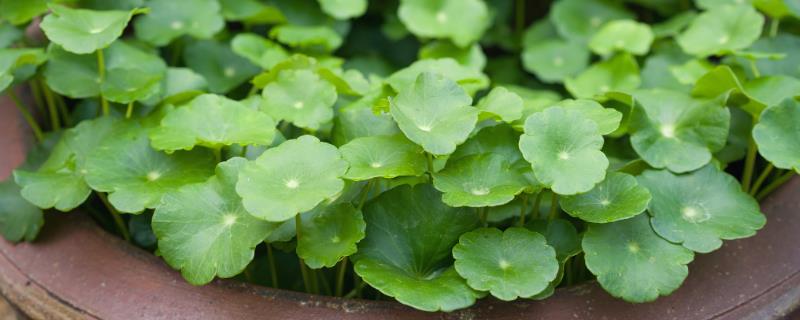 铜钱草籽怎么种植，需先浸种催芽