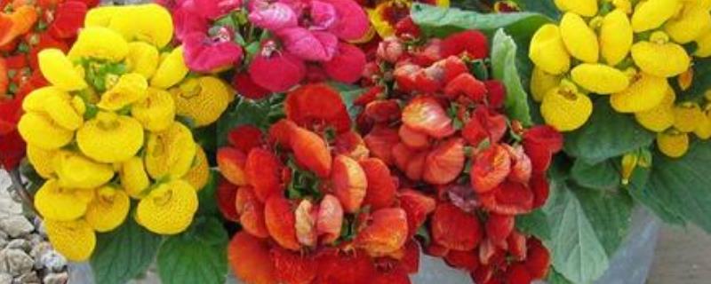 蒲包花如何播种，对土壤消毒后再均匀播种并覆土