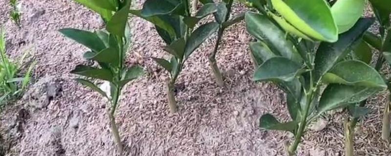 如何种植桔子树，翻松土地后再栽苗并压实土壤