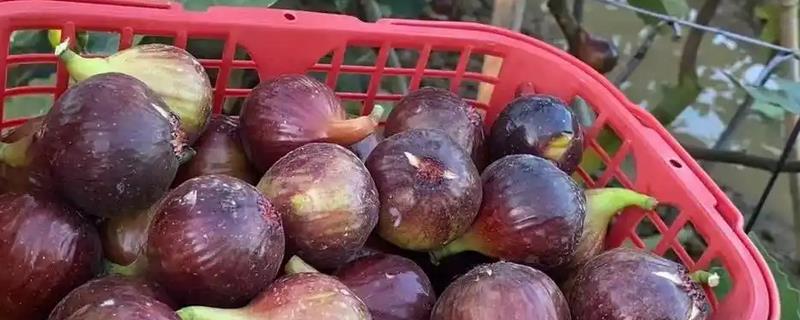什么时候扦插无花果枝条，最好是在早春时节