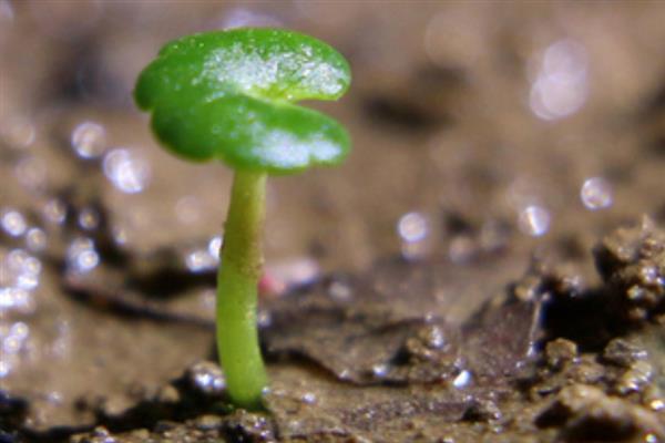 铜钱草籽怎么种植，需先浸种催芽
