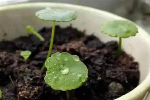 铜钱草籽怎么种植，需先浸种催芽