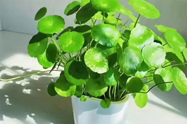 铜钱草籽怎么种植，需先浸种催芽