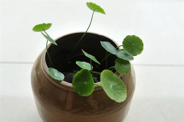 铜钱草籽怎么种植，需先浸种催芽