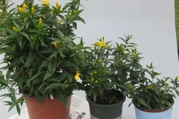 法国香水花有没有毒，是具有毒性的植物