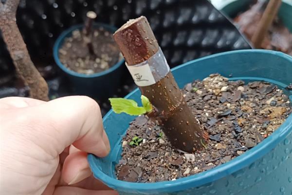 什么时候扦插无花果枝条，最好是在早春时节