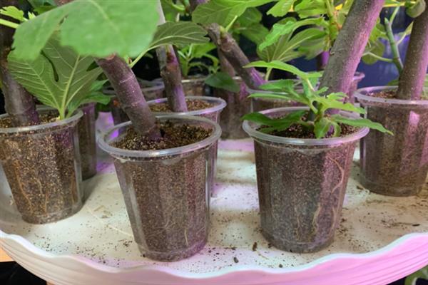 什么时候扦插无花果枝条，最好是在早春时节