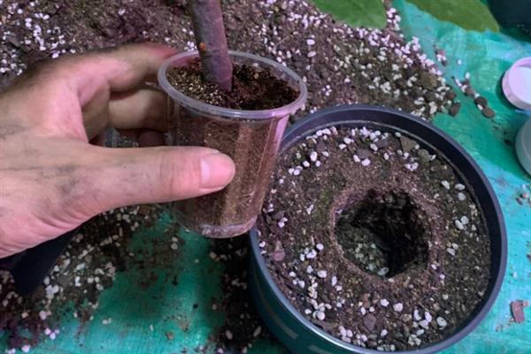 什么时候扦插无花果枝条，最好是在早春时节