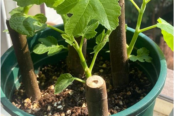什么时候扦插无花果枝条，最好是在早春时节