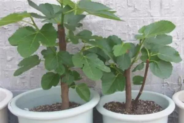 什么时候扦插无花果枝条，最好是在早春时节
