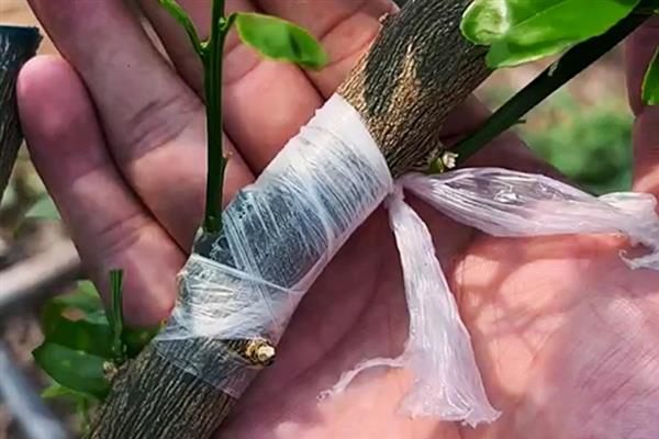 如何种植桔子树，翻松土地后再栽苗并压实土壤