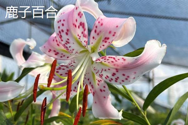 粉色百合有什么花语，代表天真可爱、心中挚爱