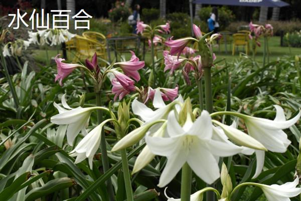 粉色百合有什么花语，代表天真可爱、心中挚爱