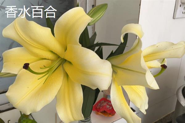 粉色百合有什么花语，代表天真可爱、心中挚爱