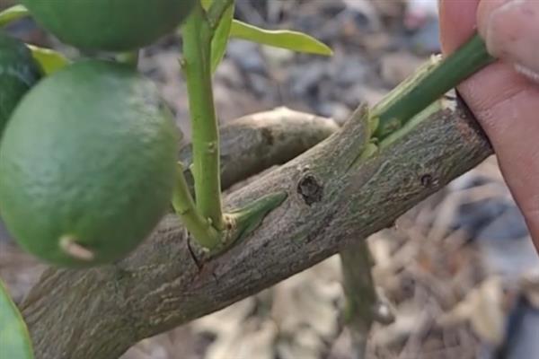 如何种植桔子树，翻松土地后再栽苗并压实土壤