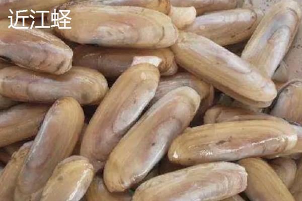 蛏子的产地，主要产于沿海地区