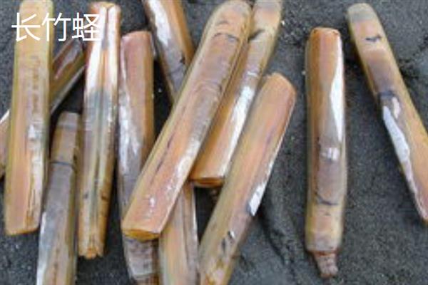 蛏子的产地，主要产于沿海地区