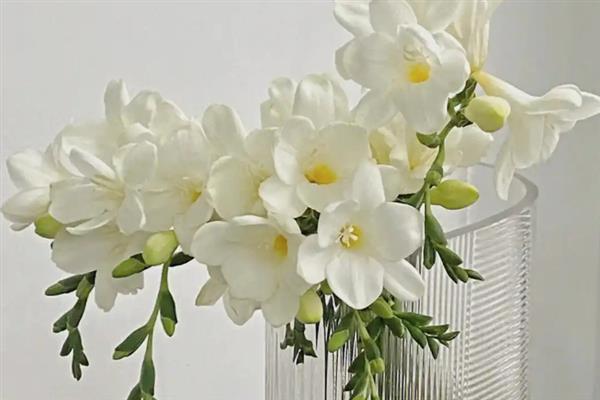 香雪兰鲜花的水养方法，每隔2-3天换一次水