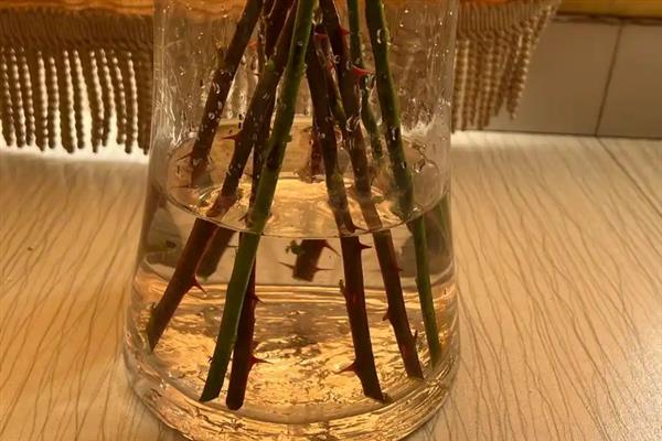 香雪兰鲜花的水养方法，每隔2-3天换一次水