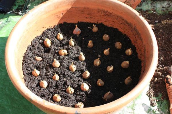 香雪兰鲜花的水养方法，每隔2-3天换一次水