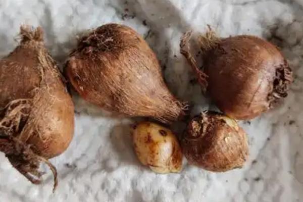 香雪兰鲜花的水养方法，每隔2-3天换一次水
