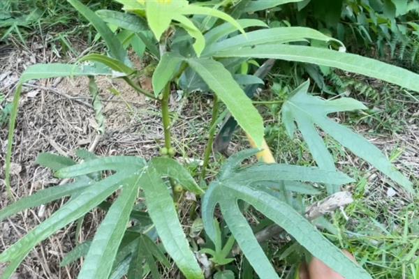 哪些地方适合种五指毛桃，湖南、福建、江西等省份适合栽培
