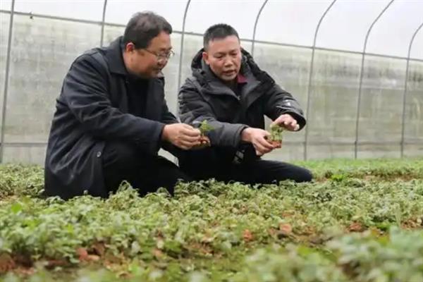 哪些地方适合种五指毛桃，湖南、福建、江西等省份适合栽培