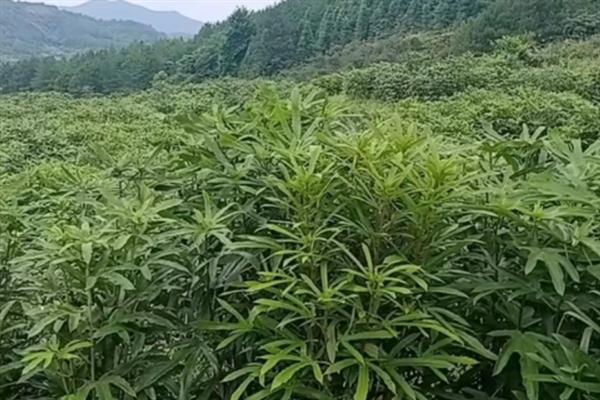 哪些地方适合种五指毛桃，湖南、福建、江西等省份适合栽培