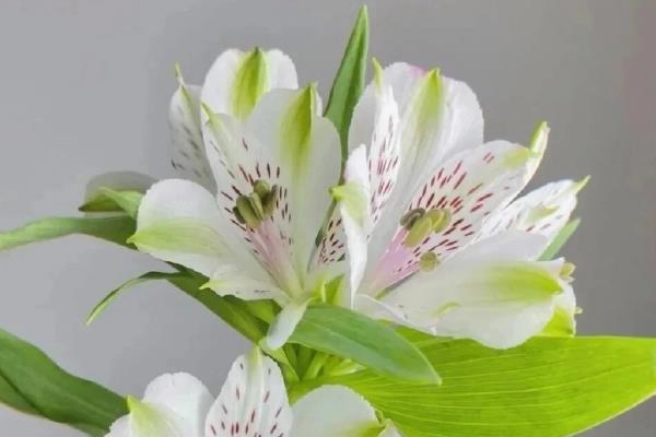 六出花开花后如何修剪，首先要修剪的就是残花