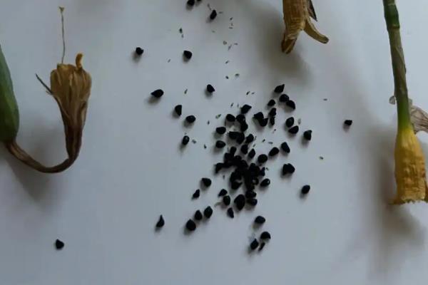 六出花开花后如何修剪，首先要修剪的就是残花