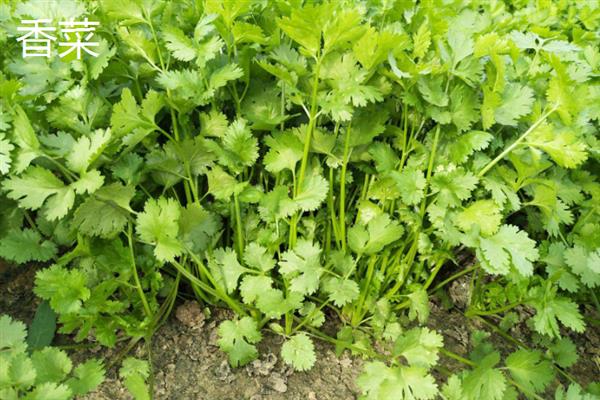 10月份适合种哪些蔬菜，香菜、萝卜、生菜等品种均可在此时栽培