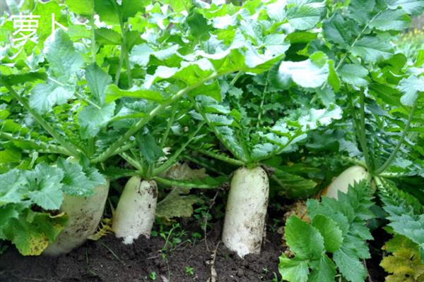 10月份适合种哪些蔬菜，香菜、萝卜、生菜等品种均可在此时栽培