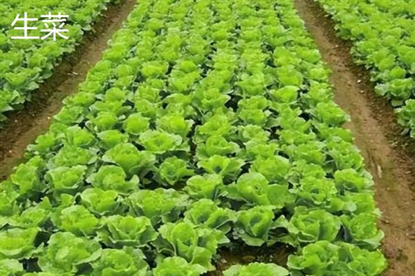 10月份适合种哪些蔬菜，香菜、萝卜、生菜等品种均可在此时栽培